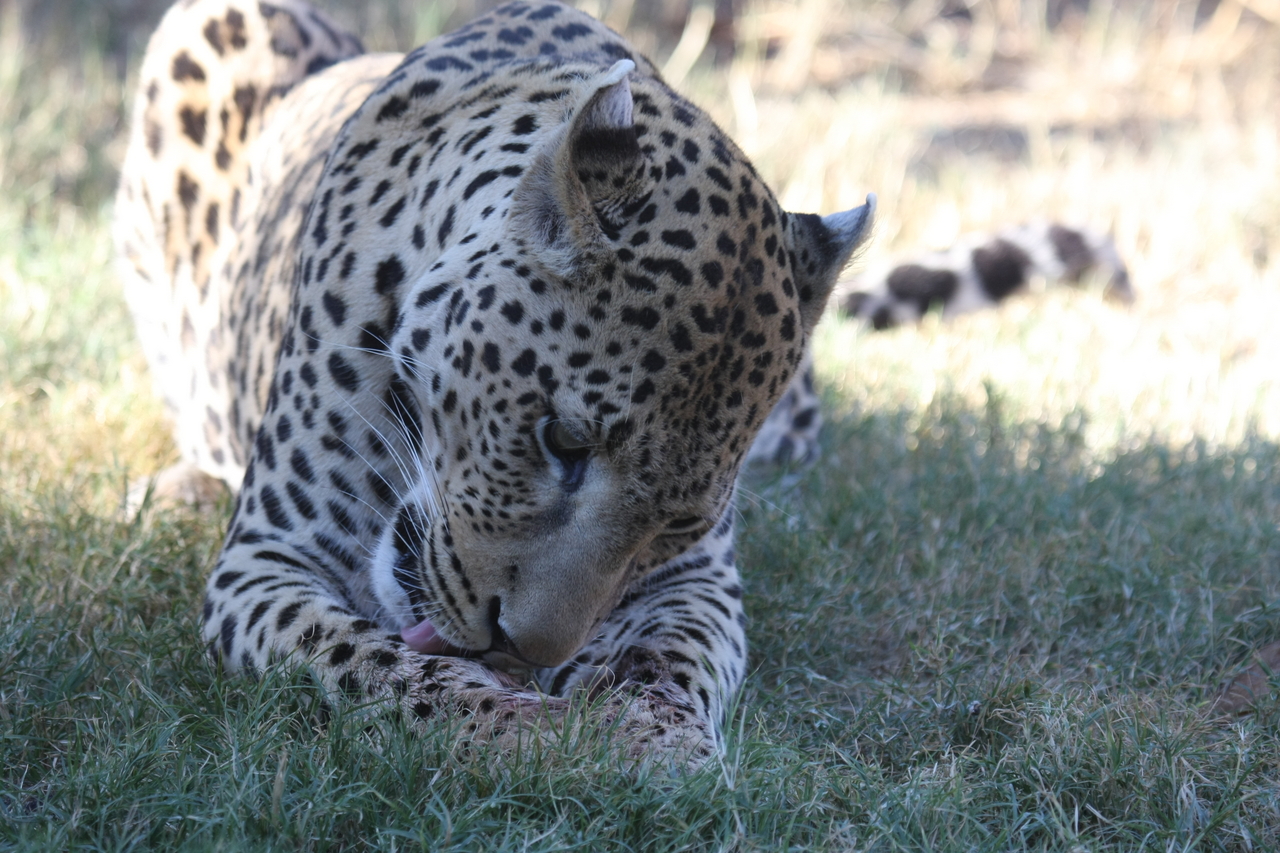 [5923] 2016_06_23_10_27_46_Africa_Canon_EOS_40D_IMG__00292.jpg