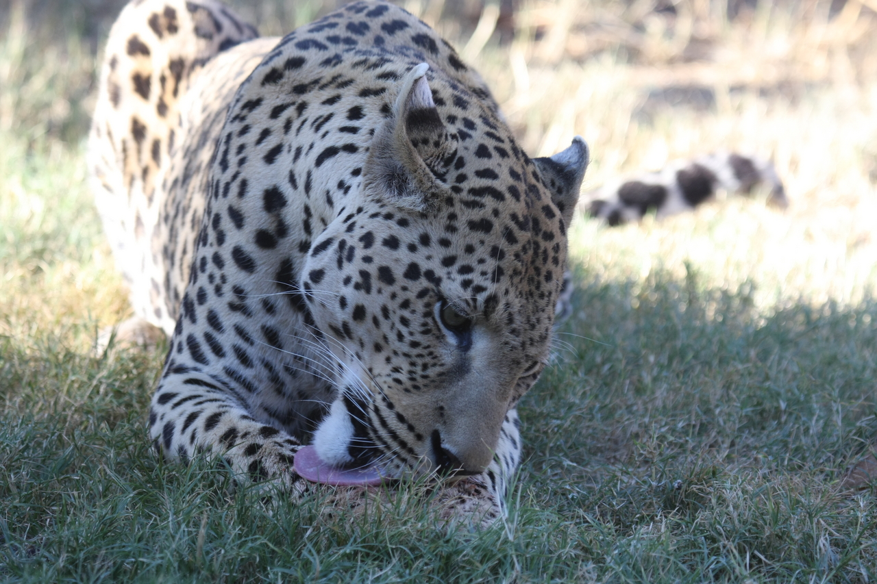 [5926] 2016_06_23_10_27_46_Africa_Canon_EOS_40D_IMG__01127.jpg