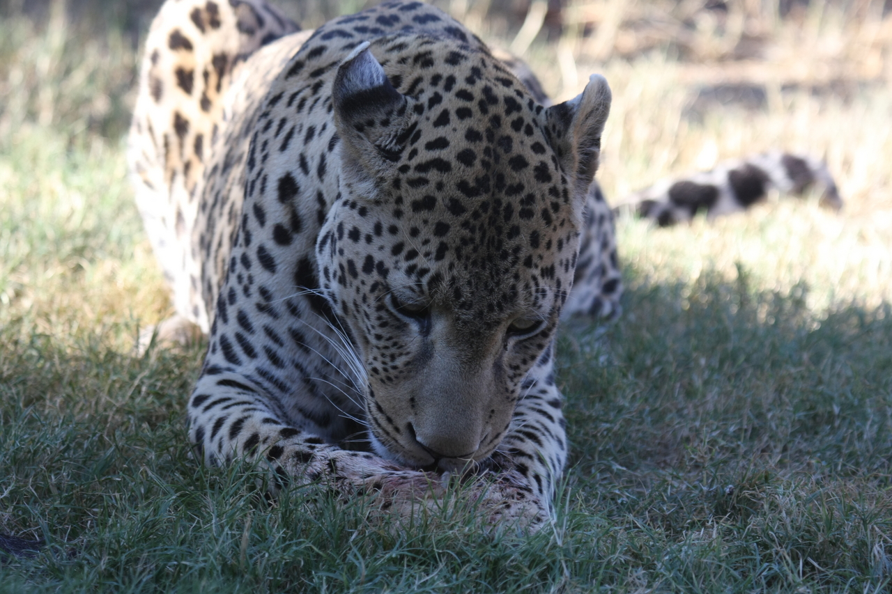 [5929] 2016_06_23_10_27_49_Africa_Canon_EOS_40D_IMG__00294.jpg