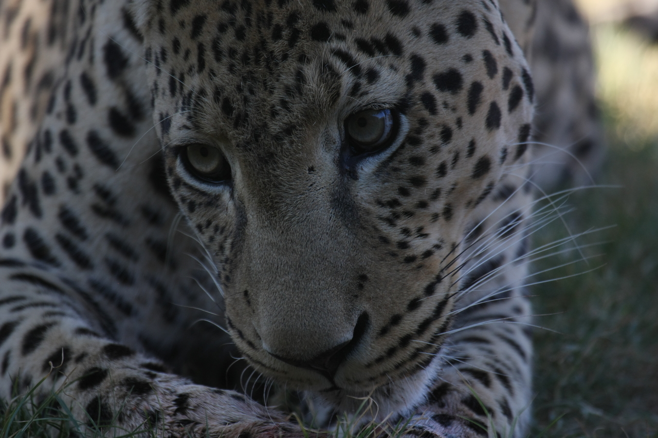 [5936] 2016_06_23_10_27_52_Africa_Canon_EOS_40D_IMG__00297.jpg