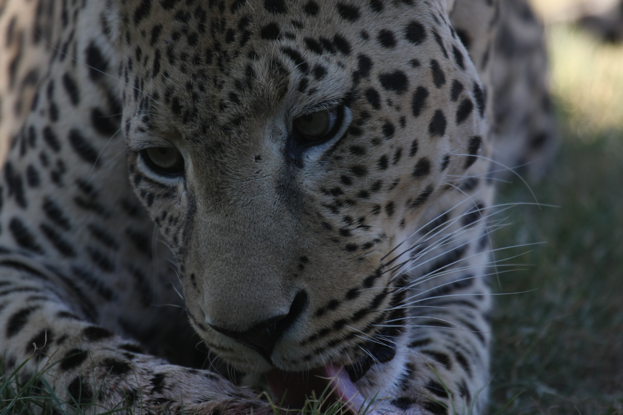 [5948] 2016_06_23_10_27_53_Africa_Canon_EOS_40D_IMG__08580.jpg