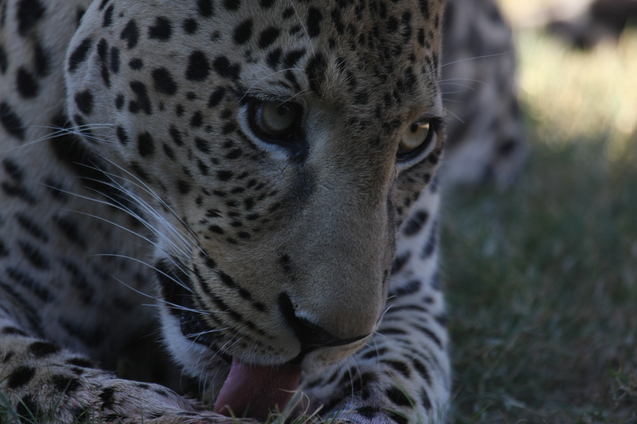 [5953] 2016_06_23_10_27_54_Africa_Canon_EOS_40D_IMG__01136.jpg