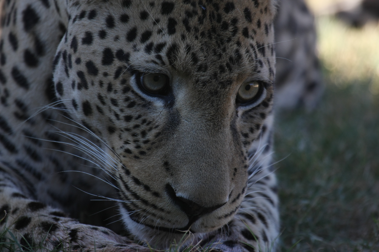 [5954] 2016_06_23_10_27_54_Africa_Canon_EOS_40D_IMG__08582.jpg