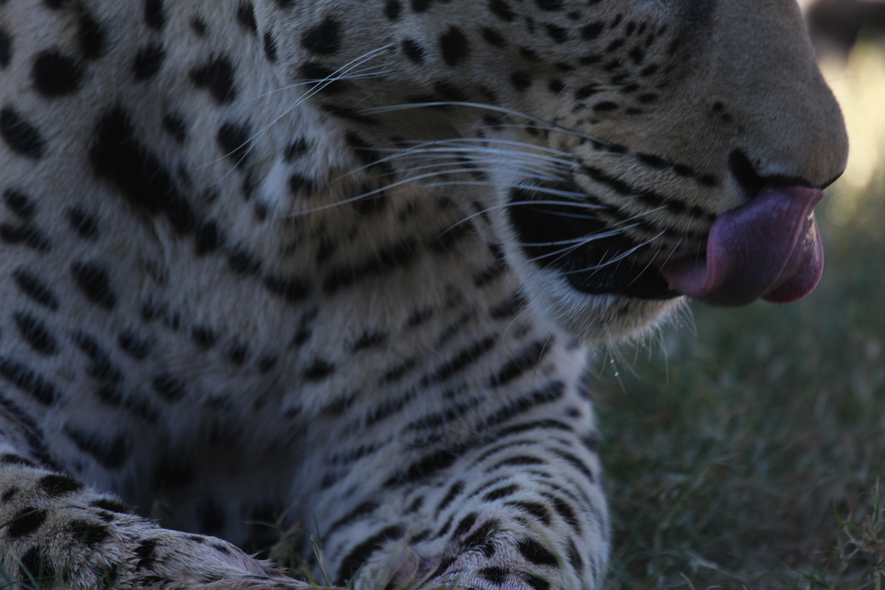 [5958] 2016_06_23_10_27_55_Africa_Canon_EOS_40D_IMG__08584.jpg