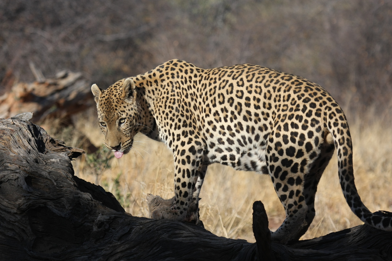 [5961] 2016_06_23_10_28_58_Africa_Canon_EOS_40D_IMG__00304.jpg