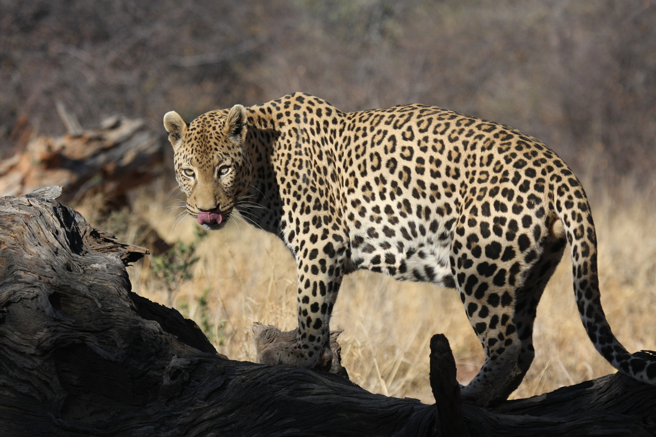 [5968] 2016_06_23_10_28_58_Africa_Canon_EOS_40D_IMG__08586.jpg