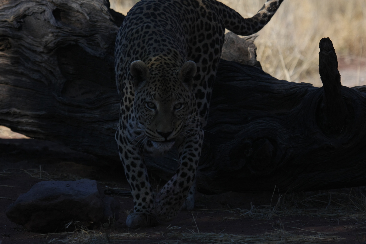 [5970] 2016_06_23_10_29_02_Africa_Canon_EOS_40D_IMG__00307.jpg