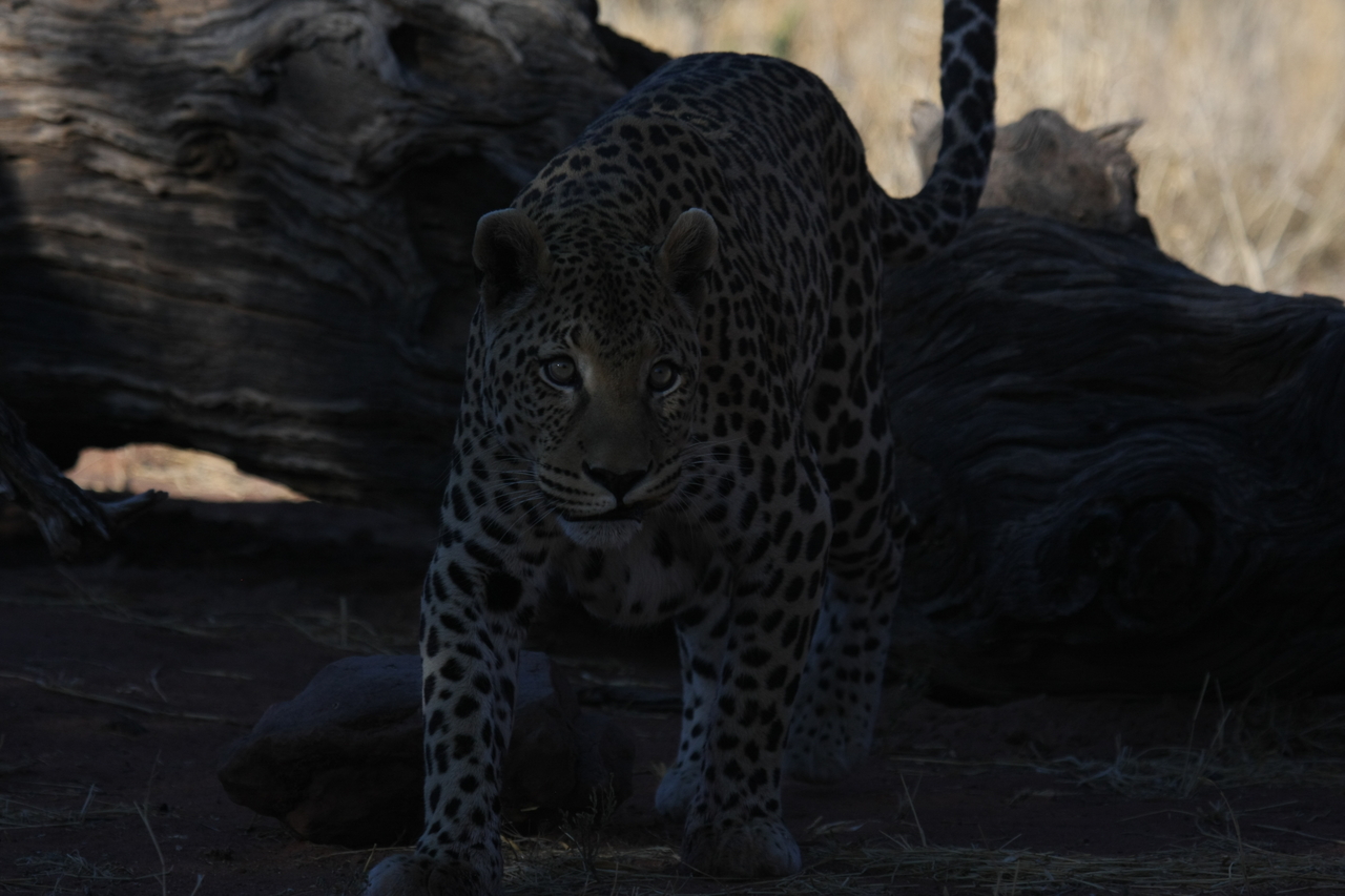 [5978] 2016_06_23_10_29_03_Africa_Canon_EOS_40D_IMG__08590.jpg