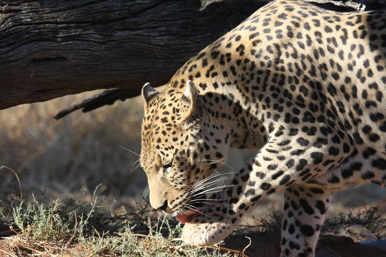 [5991] 2016_06_23_10_29_30_Africa_Canon_EOS_40D_IMG__00312.jpg