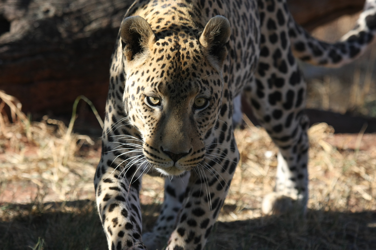 [6005] 2016_06_23_10_29_47_Africa_Canon_EOS_40D_IMG__08595.jpg