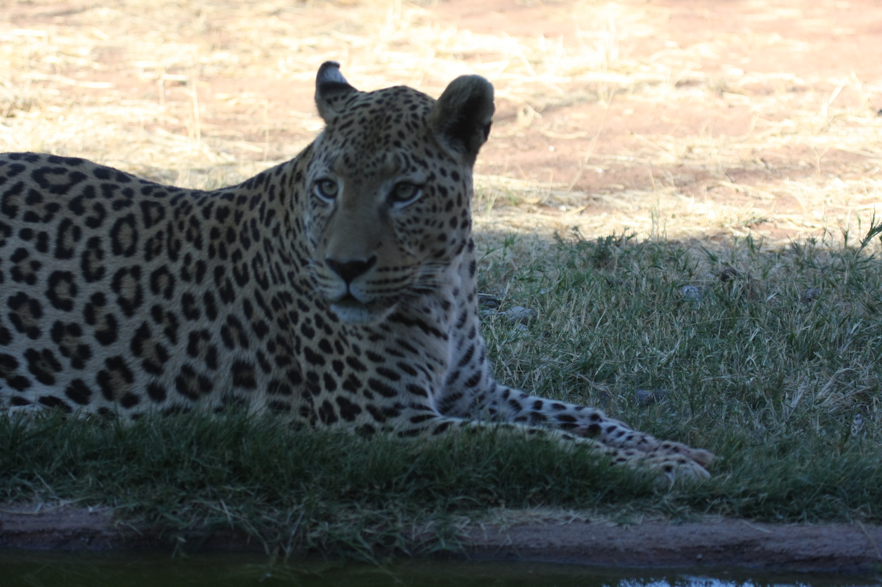 [6022] 2016_06_23_10_30_08_Africa_Canon_EOS_40D_IMG__08598.jpg