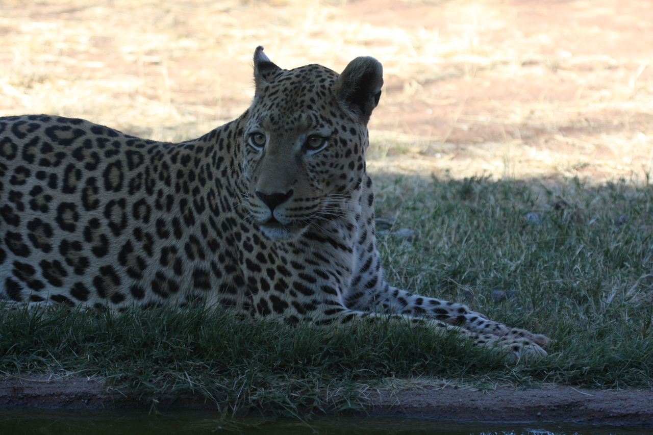 [6030] 2016_06_23_10_30_09_Africa_Canon_EOS_40D_IMG__01153.jpg