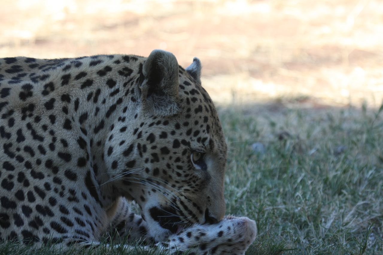 [6053] 2016_06_23_10_31_52_Africa_Canon_EOS_40D_IMG__00322.jpg