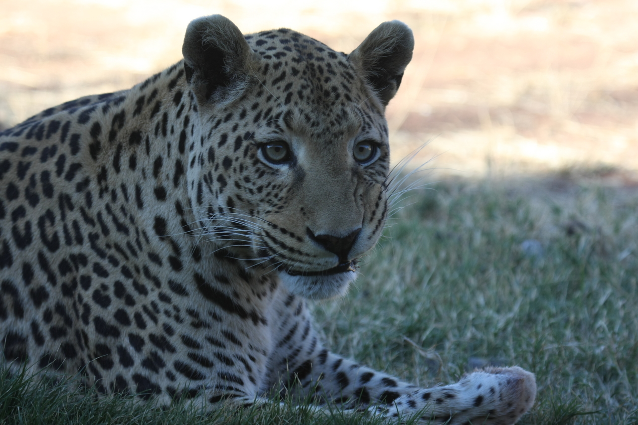 [6072] 2016_06_23_10_32_07_Africa_Canon_EOS_40D_IMG__01160.jpg