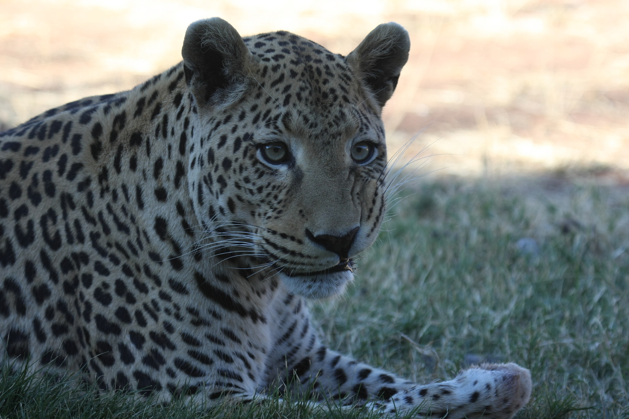 [6076] 2016_06_23_10_32_07_Africa_Canon_EOS_40D_IMG__08608.jpg