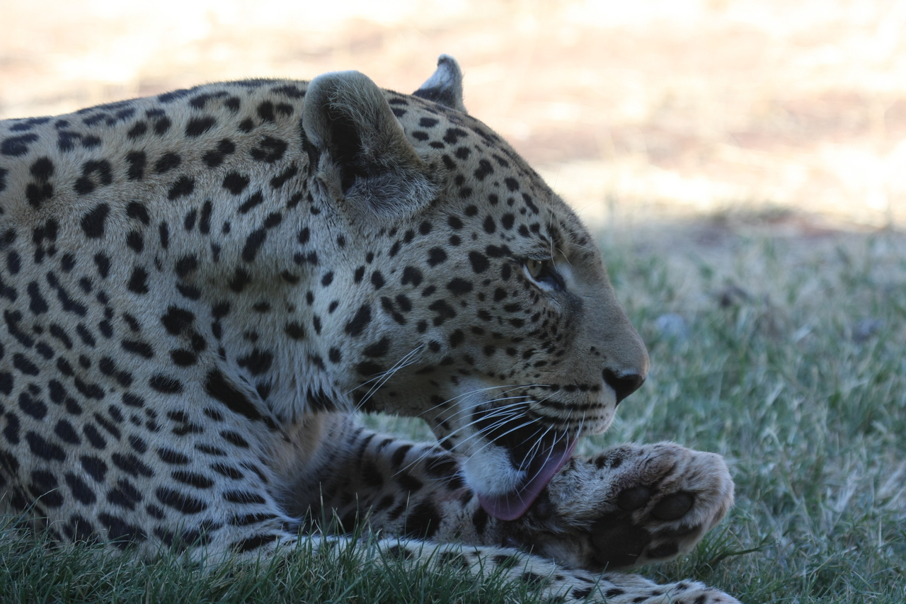 [6082] 2016_06_23_10_32_16_Africa_Canon_EOS_40D_IMG__08610.jpg