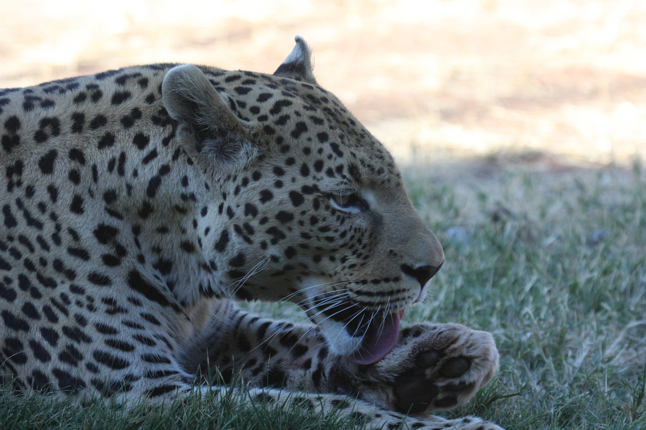 [6085] 2016_06_23_10_32_18_Africa_Canon_EOS_40D_IMG__01164.jpg