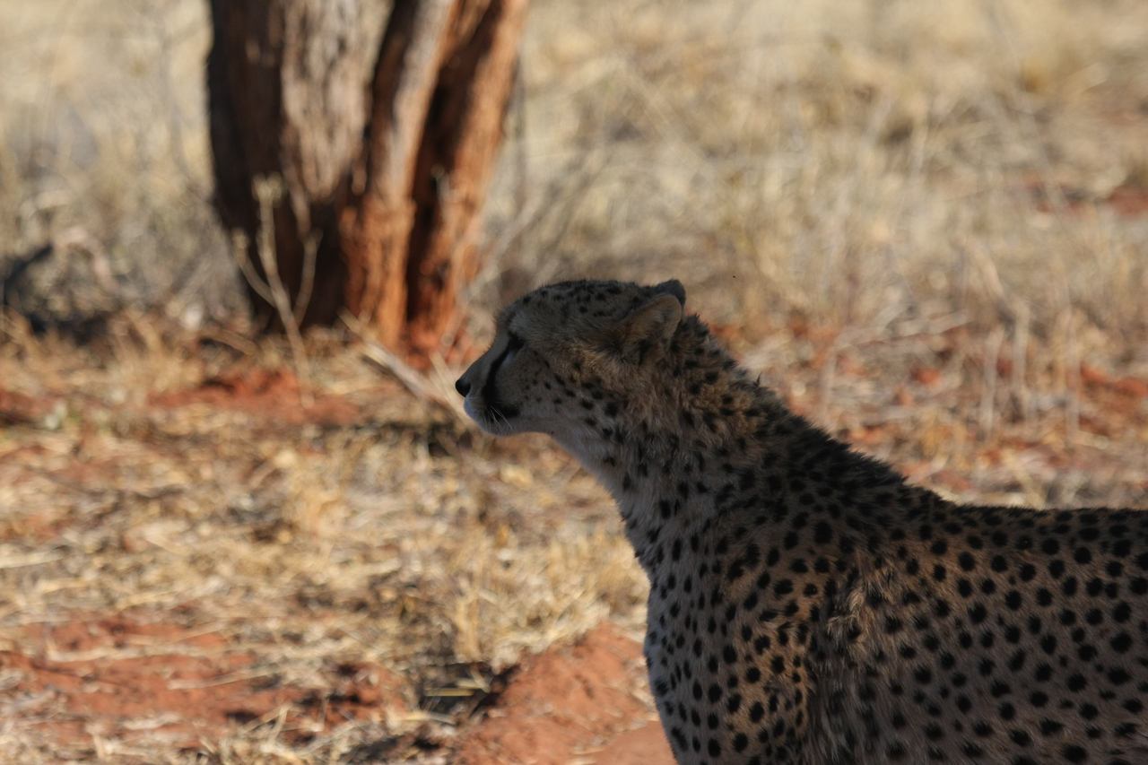 [6234] 2016_06_23_10_43_52_Africa_Canon_EOS_40D_IMG__08616.jpg