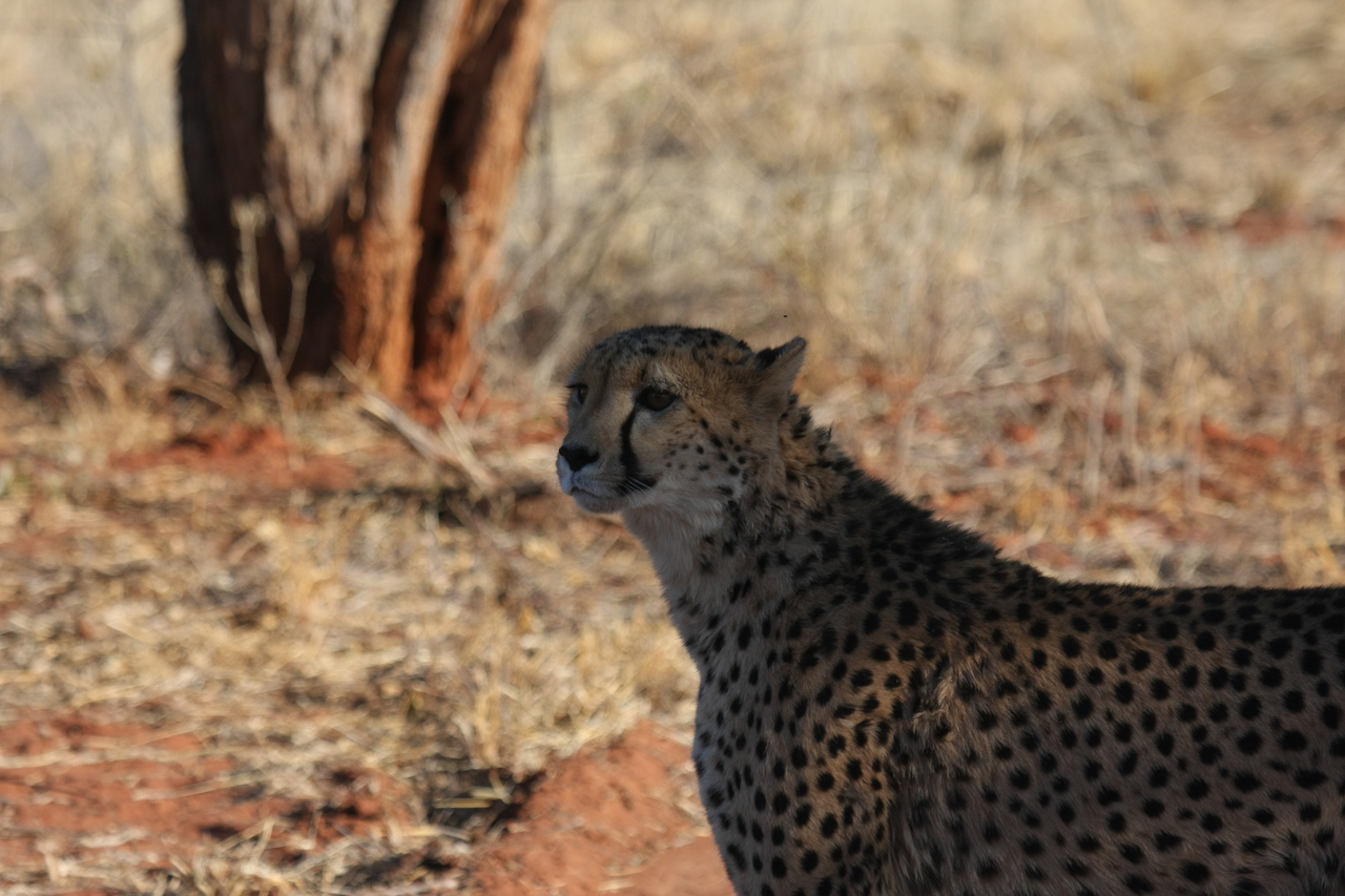 [6239] 2016_06_23_10_43_54_Africa_Canon_EOS_40D_IMG__01171.jpg