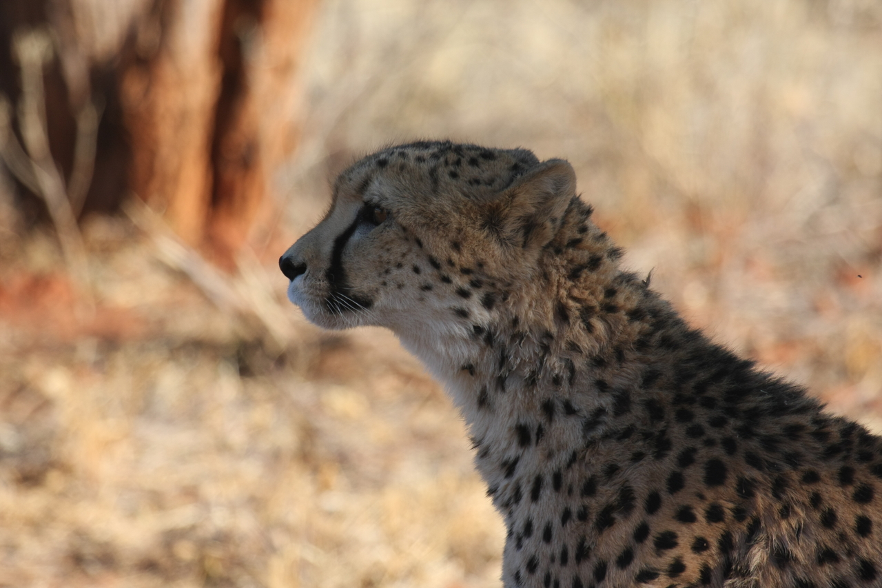 [6250] 2016_06_23_10_44_05_Africa_Canon_EOS_40D_IMG__08620.jpg