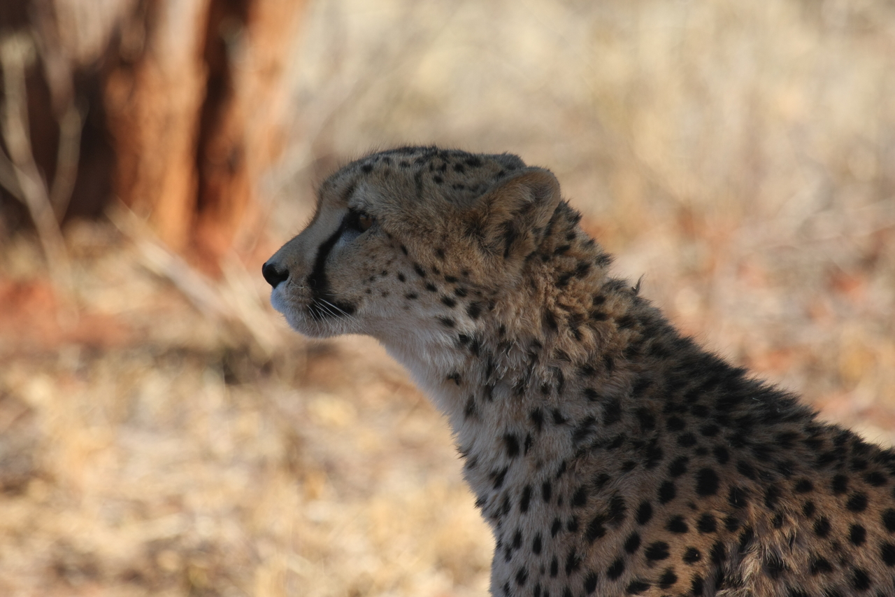 [6251] 2016_06_23_10_44_05_Africa_Canon_EOS_40D_IMG__08621.jpg