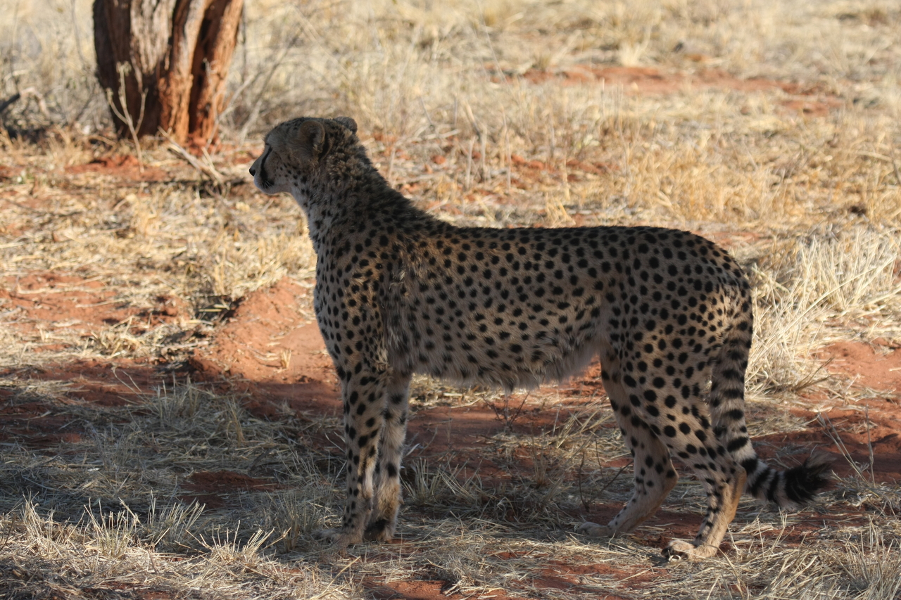 [6258] 2016_06_23_10_44_20_Africa_Canon_EOS_40D_IMG__08622.jpg