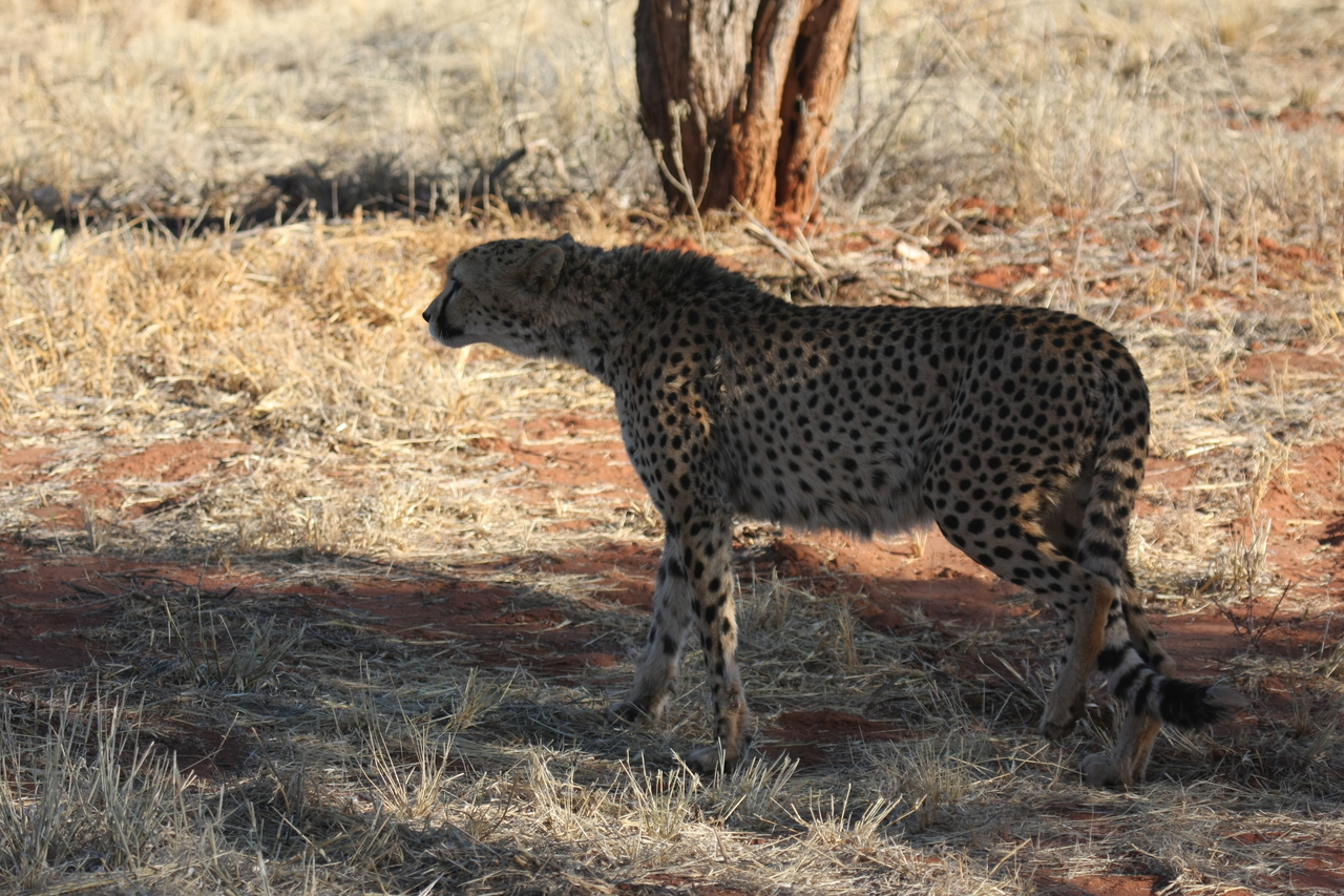 [6261] 2016_06_23_10_44_24_Africa_Canon_EOS_40D_IMG__01177.jpg