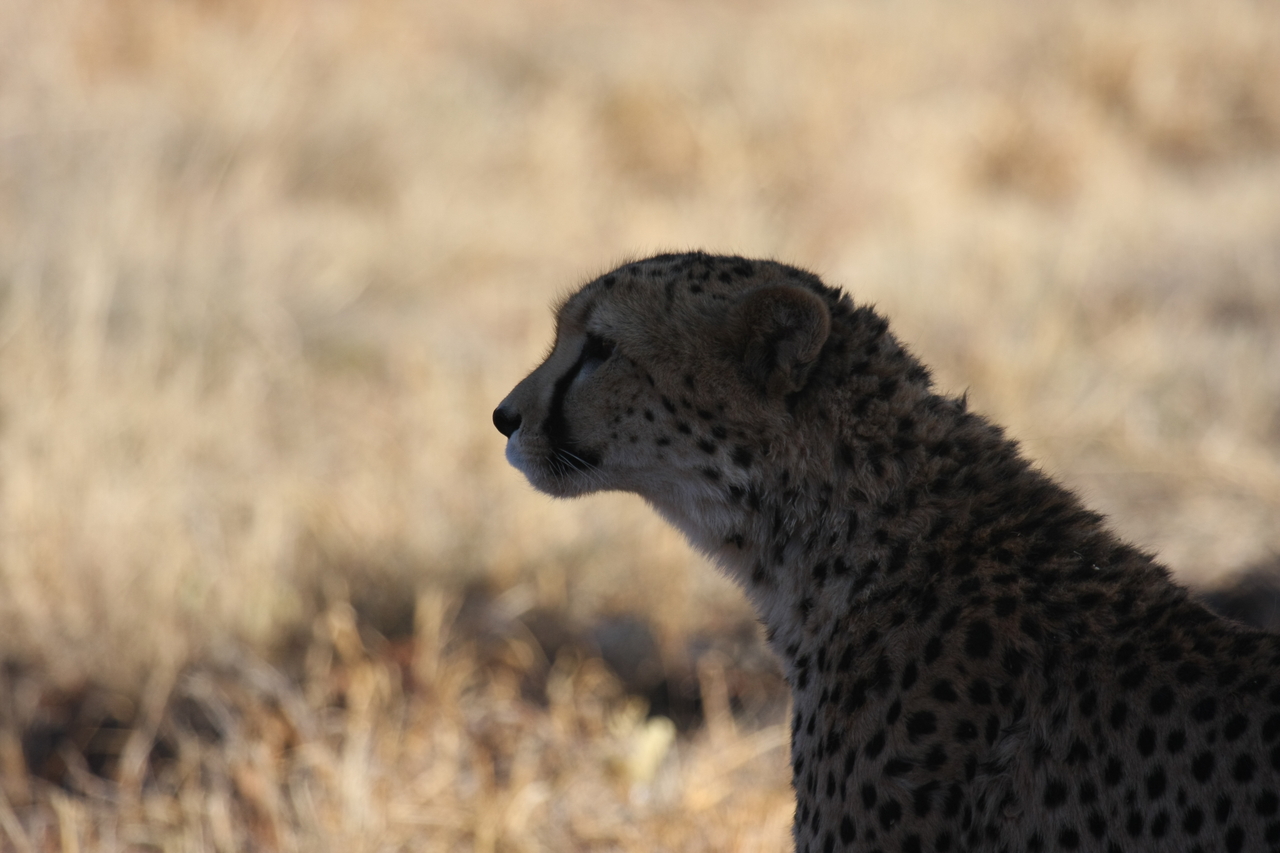 [6286] 2016_06_23_10_44_51_Africa_Canon_EOS_40D_IMG__00349.jpg