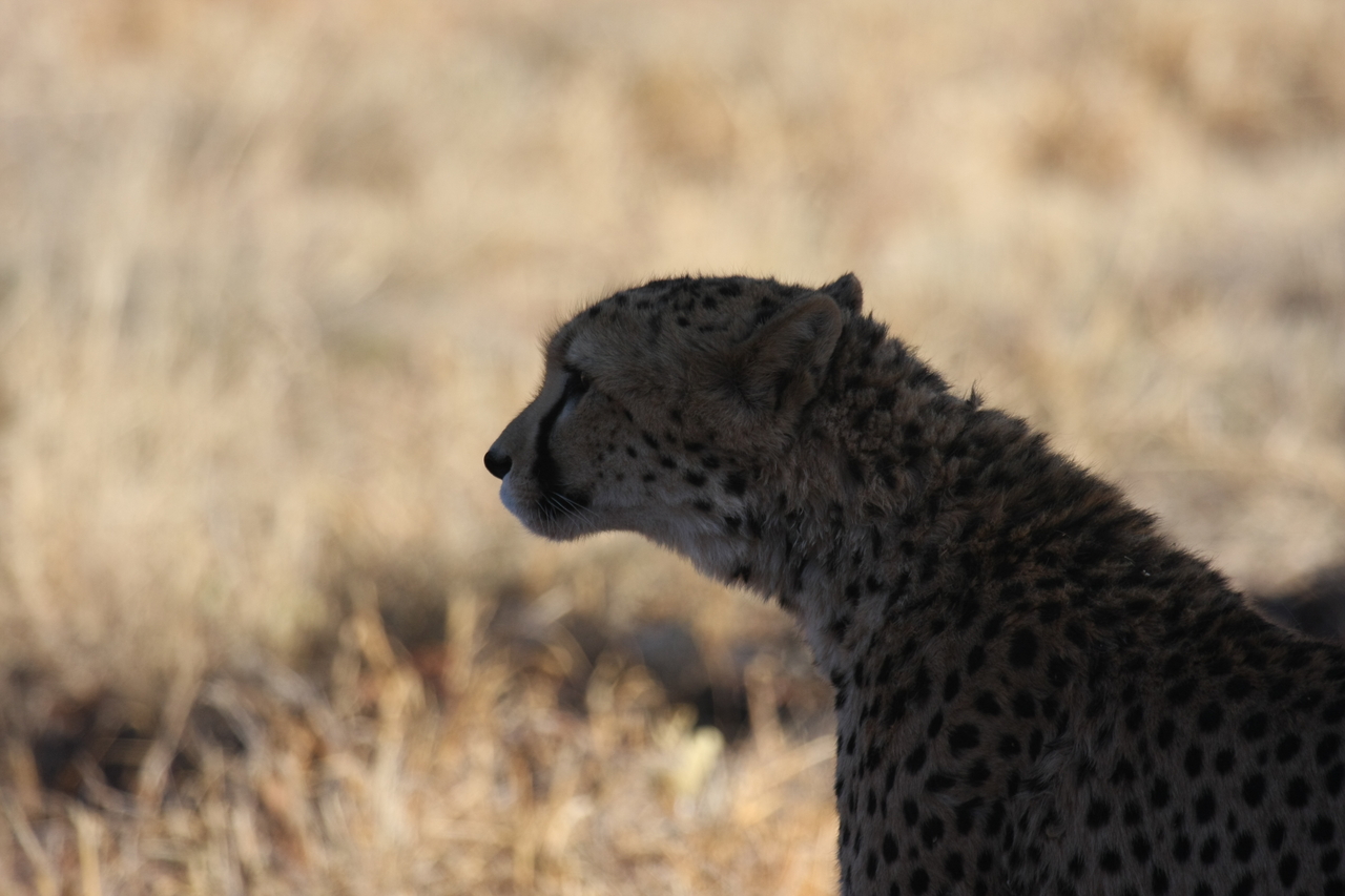 [6302] 2016_06_23_10_45_25_Africa_Canon_EOS_40D_IMG__00351.jpg