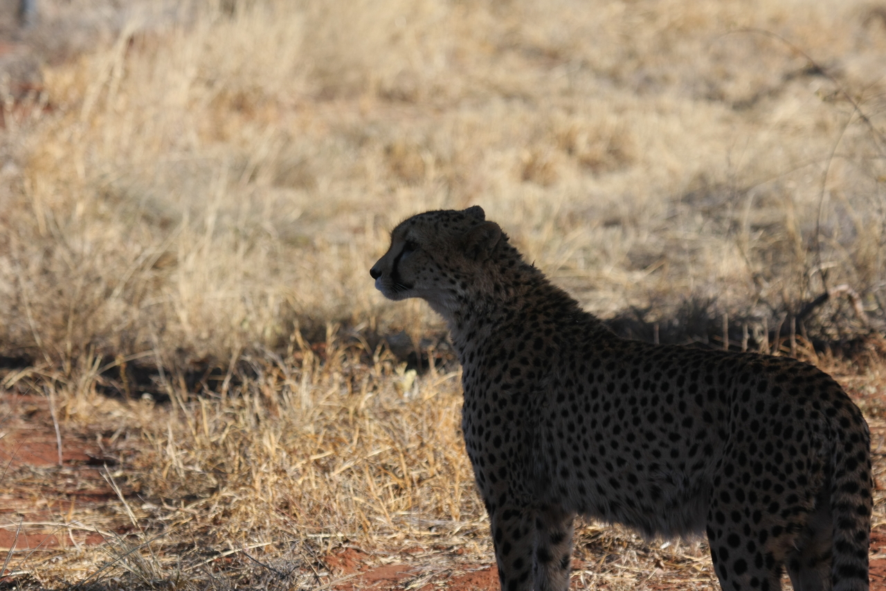 [6314] 2016_06_23_10_45_42_Africa_Canon_EOS_40D_IMG__00355.jpg