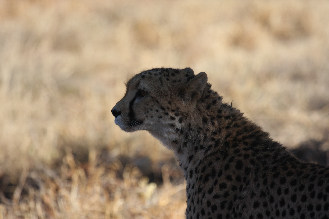 [6328] 2016_06_23_10_45_57_Africa_Canon_EOS_40D_IMG__00359.jpg
