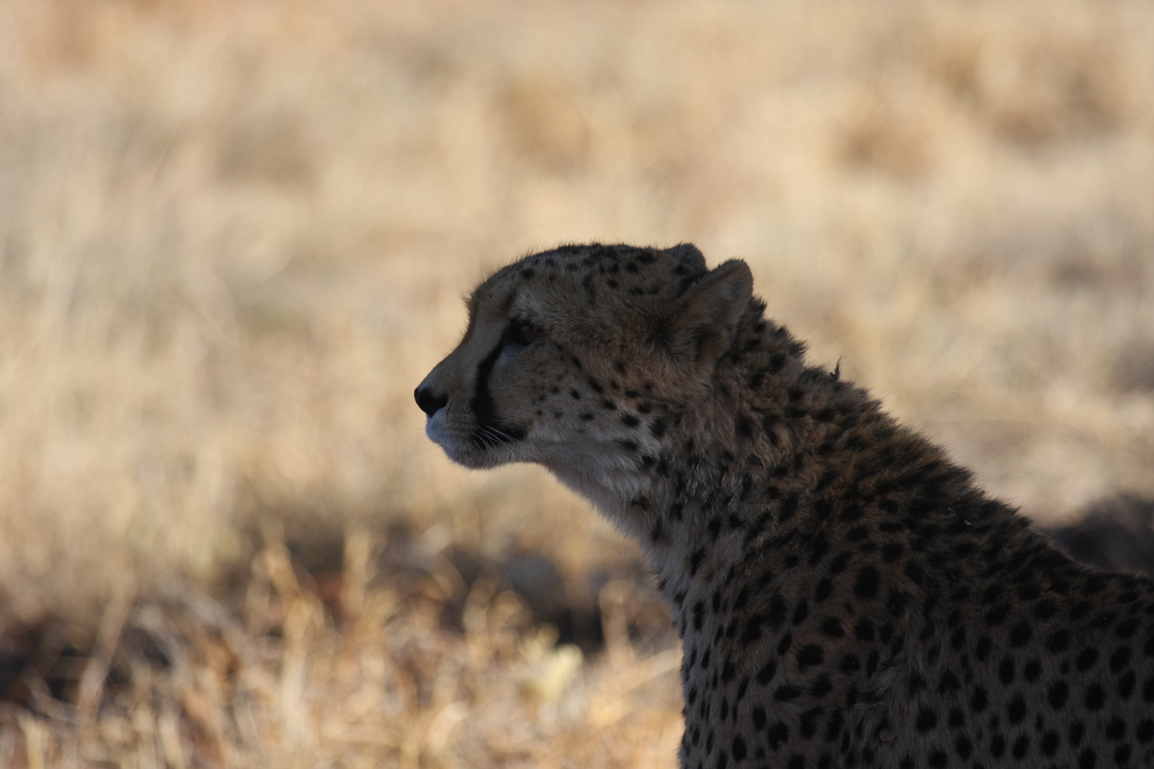 [6333] 2016_06_23_10_45_57_Africa_Canon_EOS_40D_IMG__01195.jpg