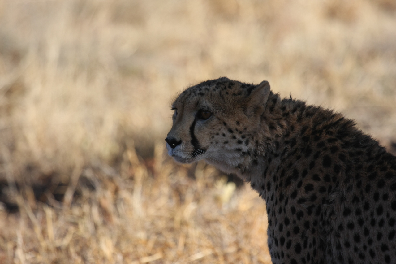 [6340] 2016_06_23_10_46_06_Africa_Canon_EOS_40D_IMG__00363.jpg