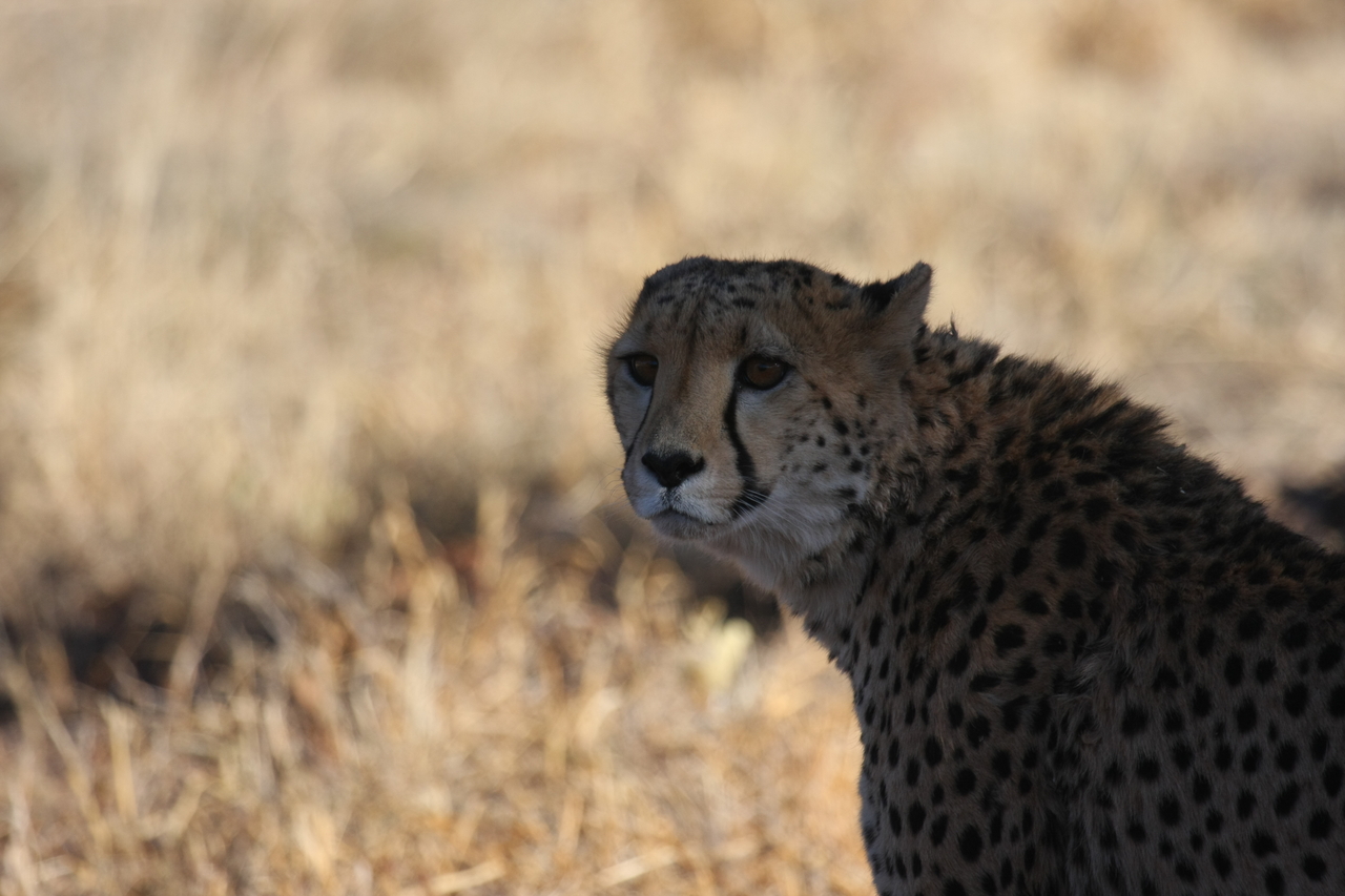 [6342] 2016_06_23_10_46_06_Africa_Canon_EOS_40D_IMG__00365.jpg