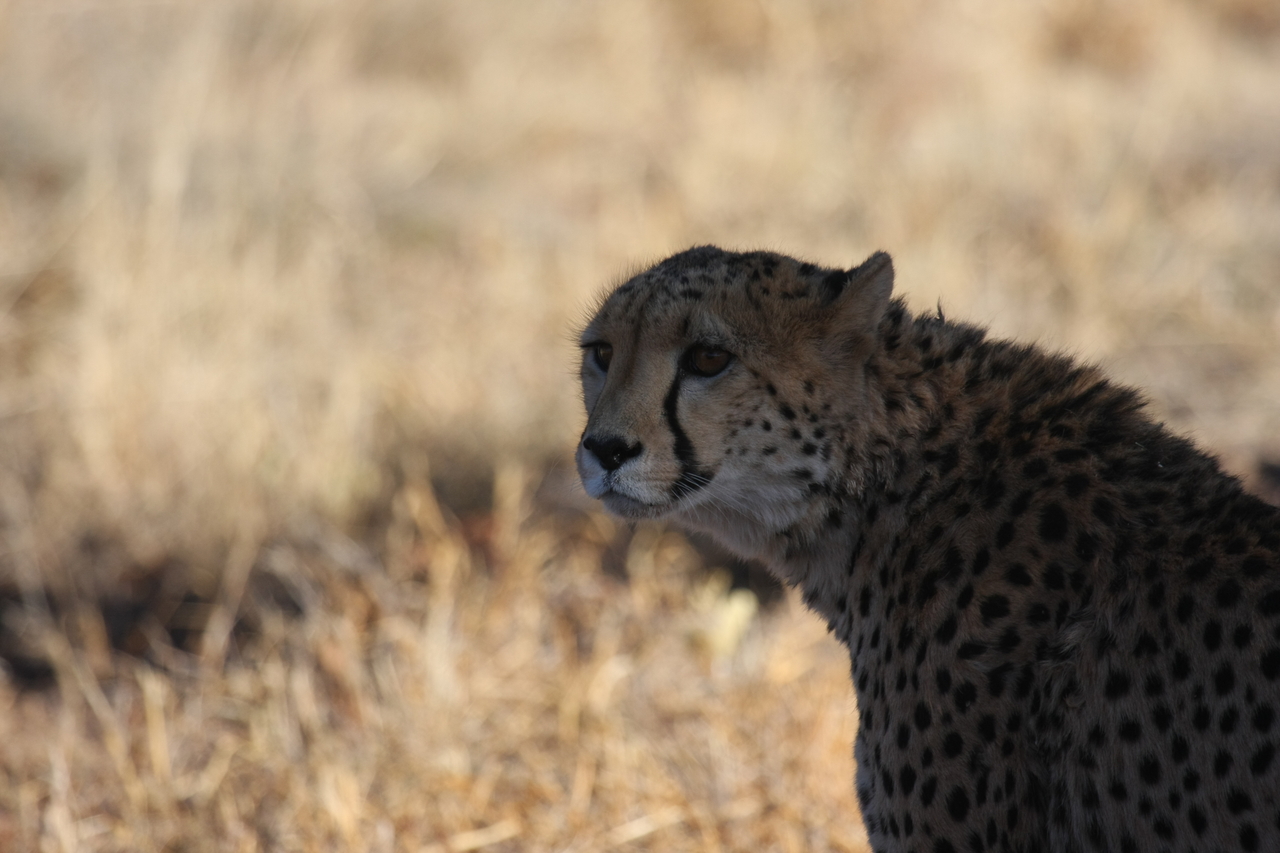 [6347] 2016_06_23_10_46_06_Africa_Canon_EOS_40D_IMG__08645.jpg