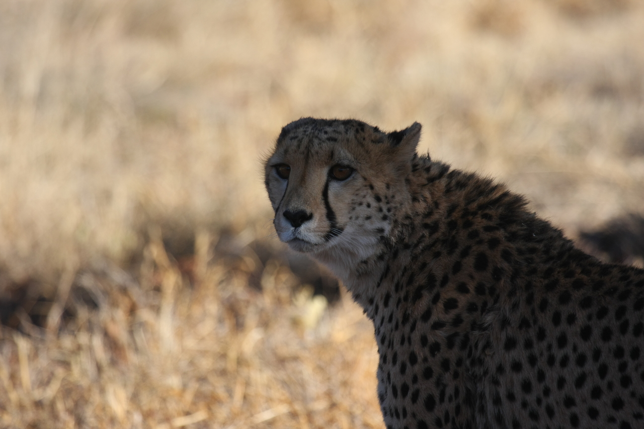 [6354] 2016_06_23_10_46_07_Africa_Canon_EOS_40D_IMG__08648.jpg