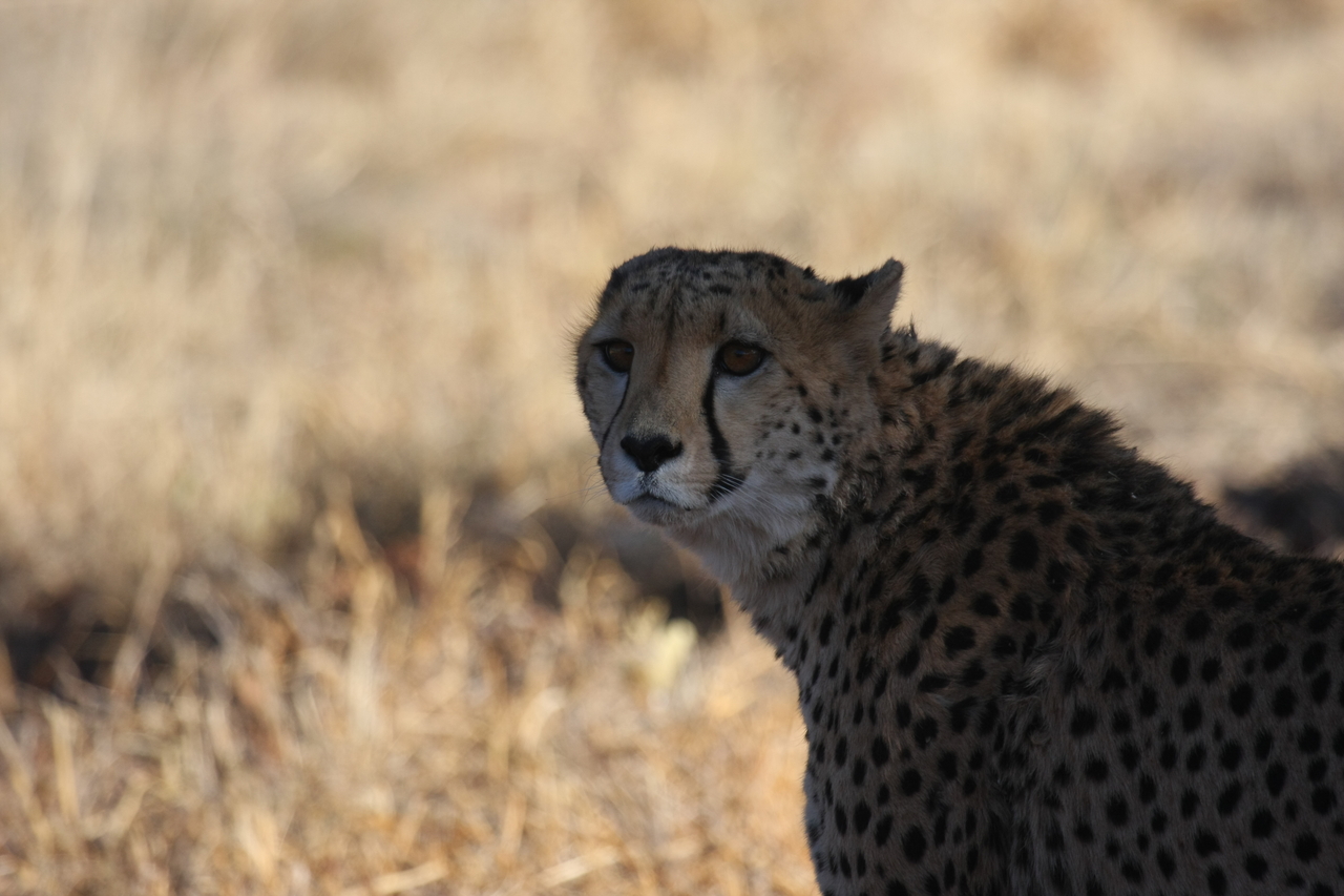 [6363] 2016_06_23_10_46_08_Africa_Canon_EOS_40D_IMG__08651.jpg