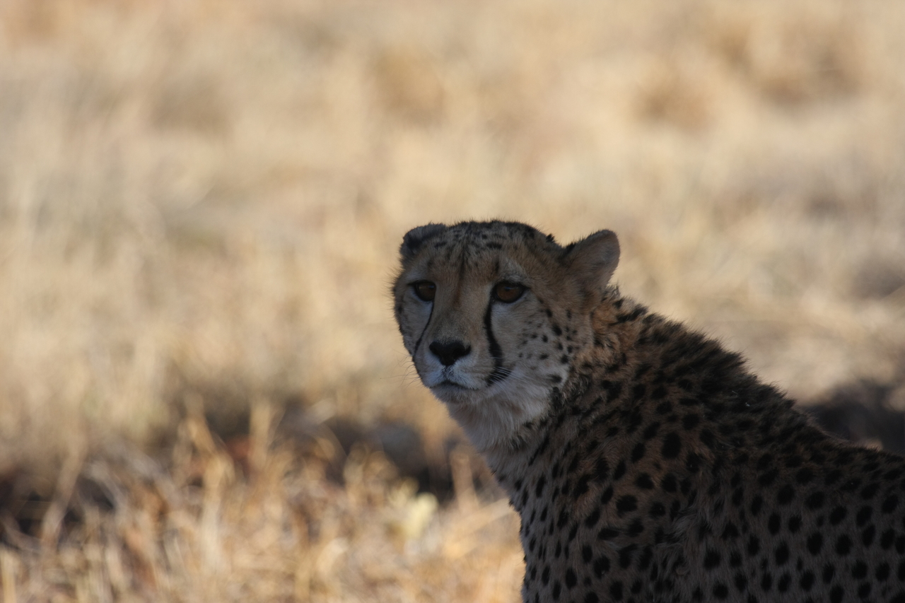 [6381] 2016_06_23_10_46_56_Africa_Canon_EOS_40D_IMG__01211.jpg