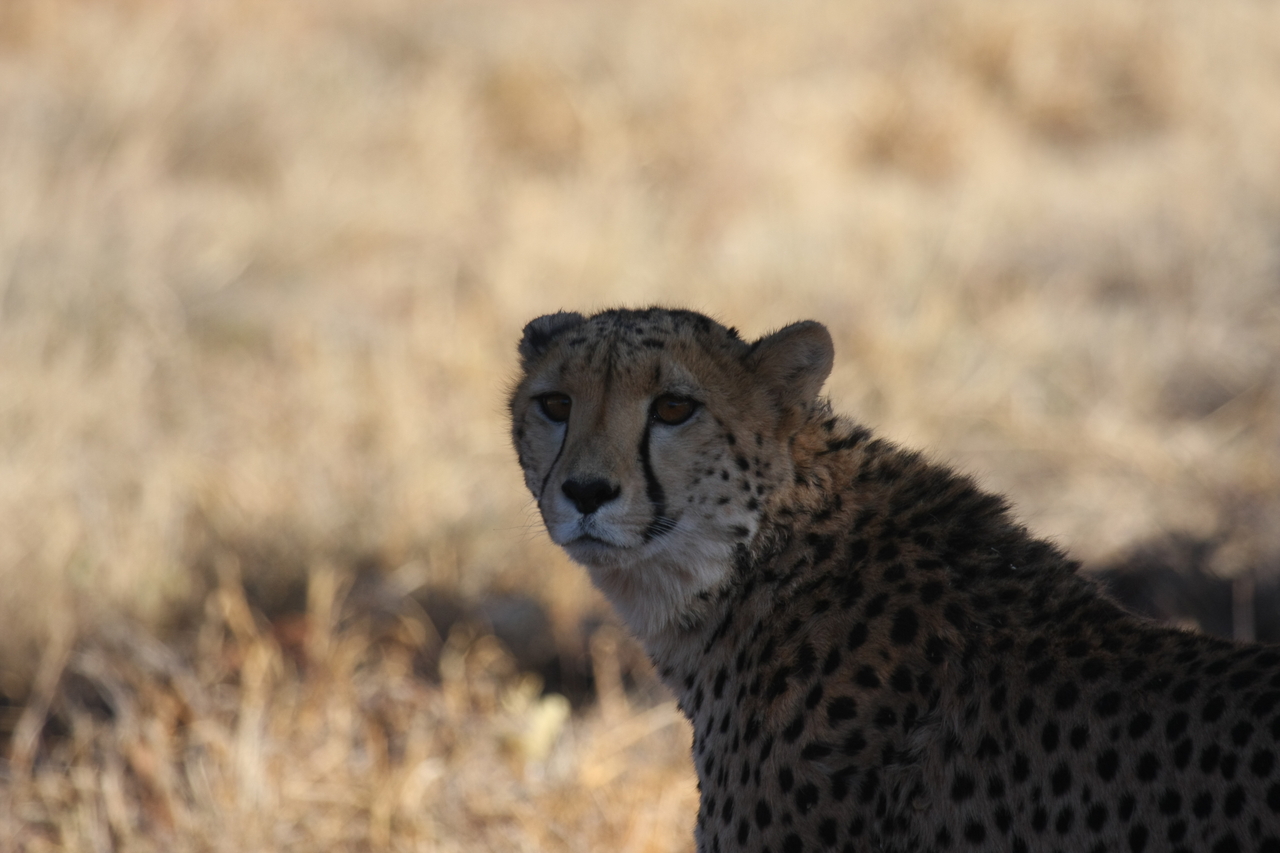 [6382] 2016_06_23_10_46_56_Africa_Canon_EOS_40D_IMG__08656.jpg