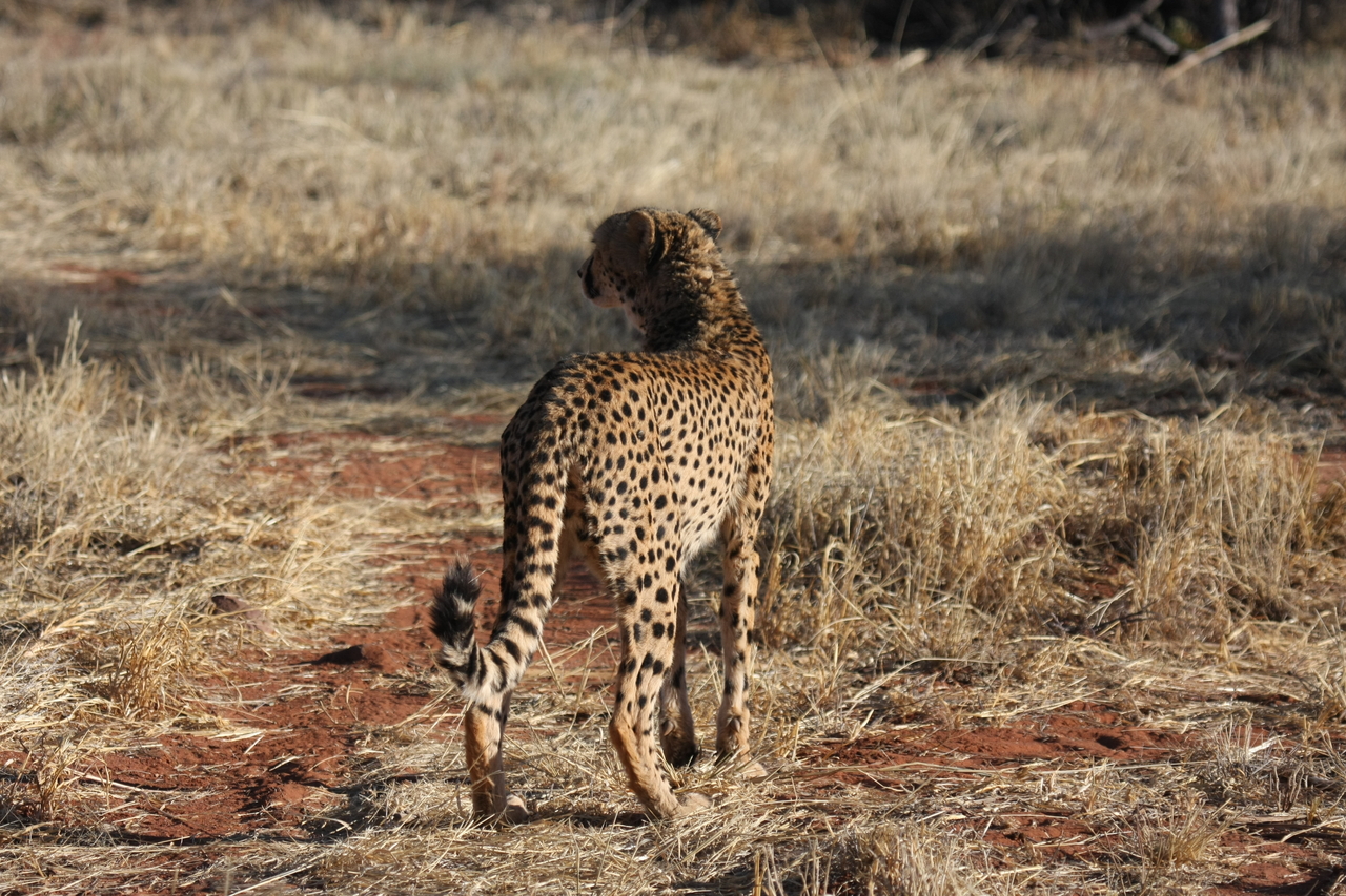 [6395] 2016_06_23_10_47_51_Africa_Canon_EOS_40D_IMG__00380.jpg