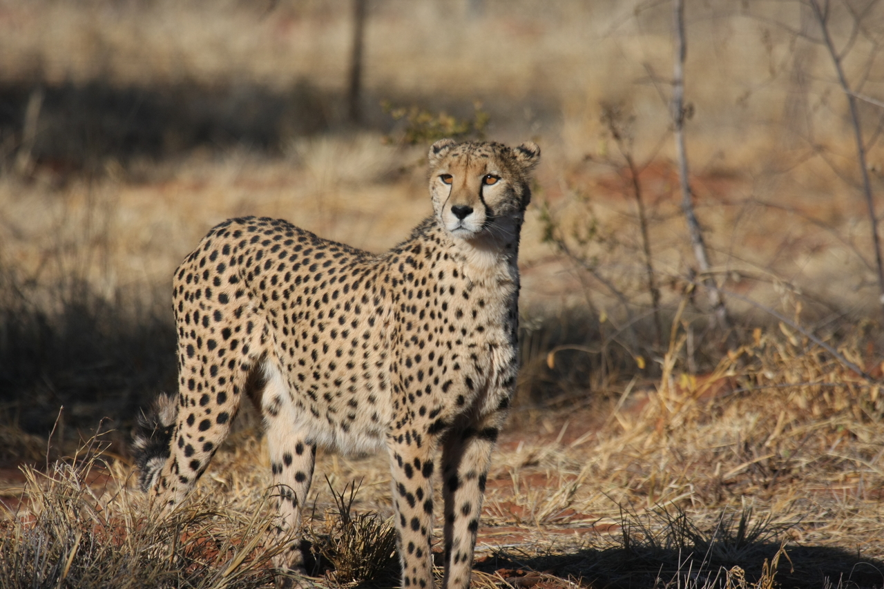 [6408] 2016_06_23_10_49_20_Africa_Canon_EOS_40D_IMG__00385.jpg