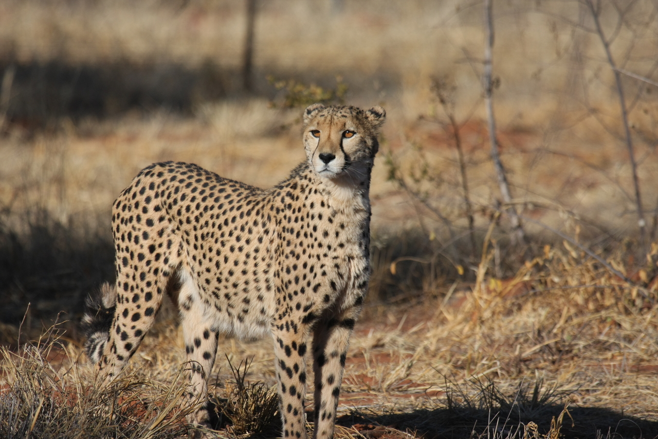 [6415] 2016_06_23_10_49_20_Africa_Canon_EOS_40D_IMG__08667.jpg