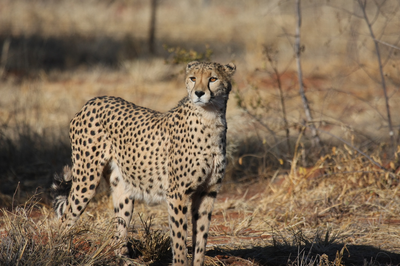 [6417] 2016_06_23_10_49_21_Africa_Canon_EOS_40D_IMG__00388.jpg