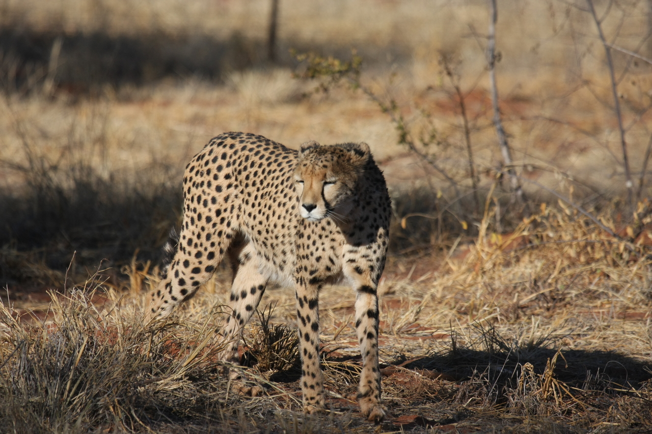 [6428] 2016_06_23_10_49_26_Africa_Canon_EOS_40D_IMG__08670.jpg