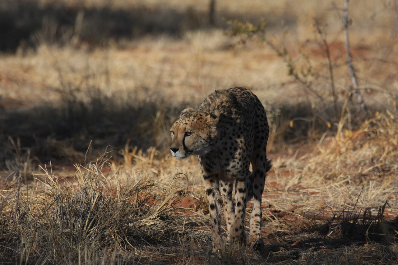 [6433] 2016_06_23_10_49_27_Africa_Canon_EOS_40D_IMG__01226.jpg