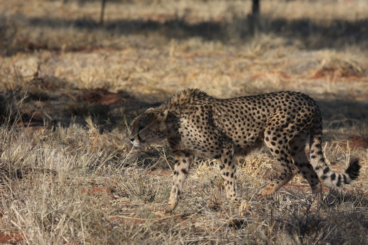 [6444] 2016_06_23_10_49_37_Africa_Canon_EOS_40D_IMG__08676.jpg