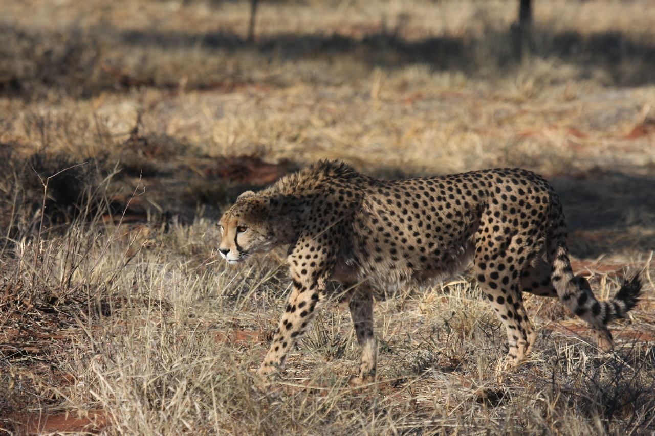 [6445] 2016_06_23_10_49_37_Africa_Canon_EOS_40D_IMG__08677.jpg