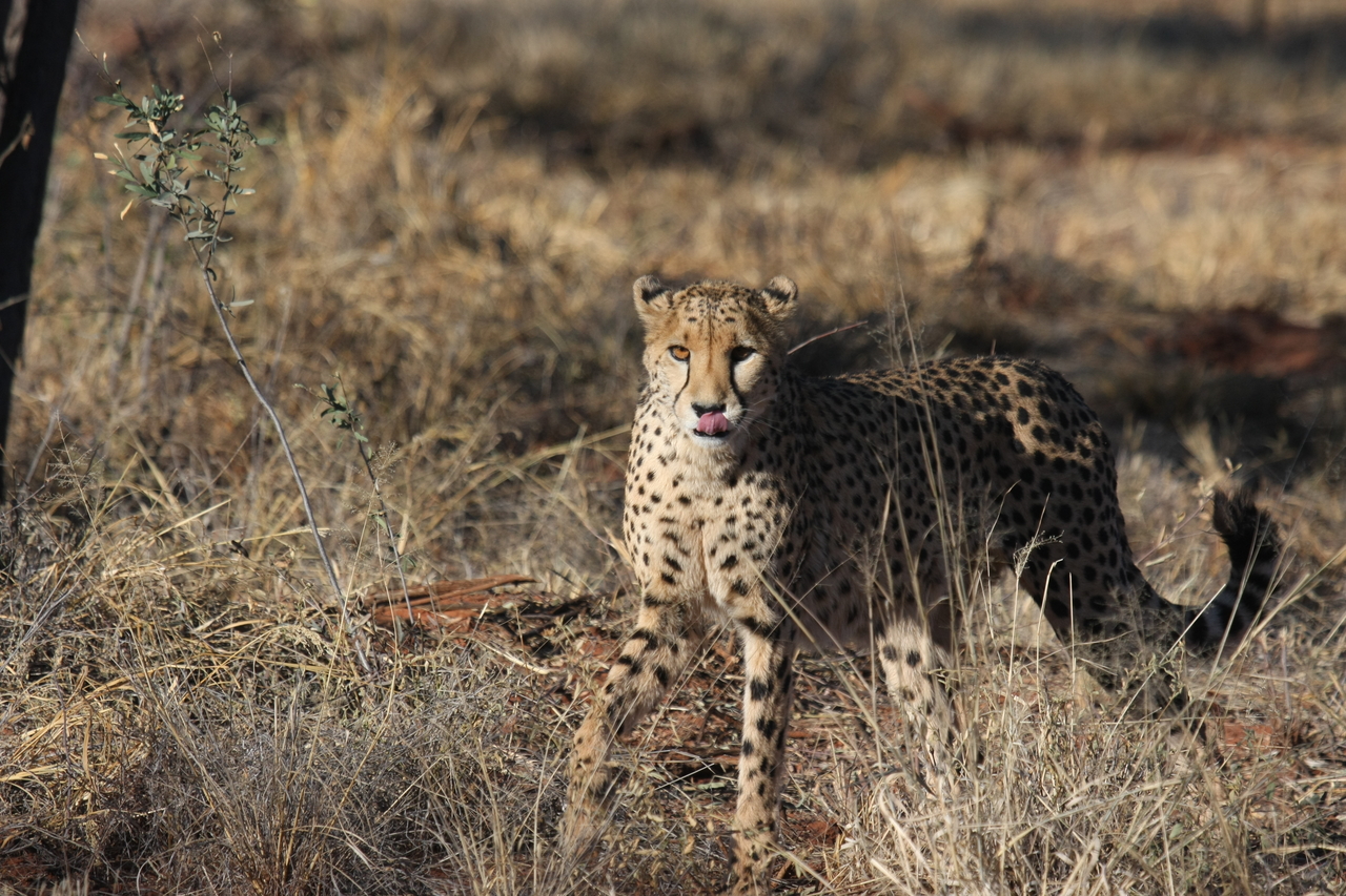 [6450] 2016_06_23_10_49_43_Africa_Canon_EOS_40D_IMG__08678.jpg