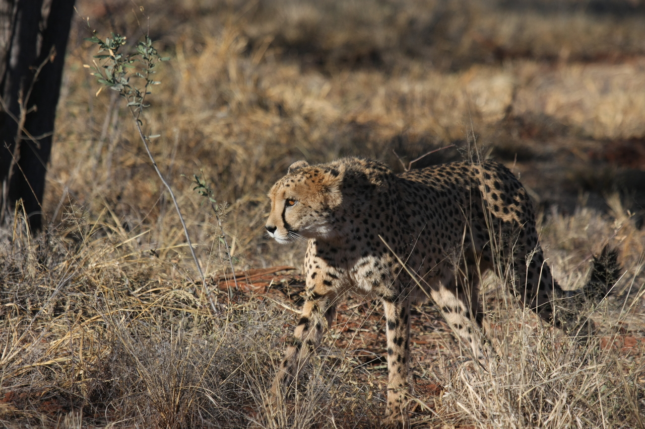 [6451] 2016_06_23_10_49_43_Africa_Canon_EOS_40D_IMG__08679.jpg