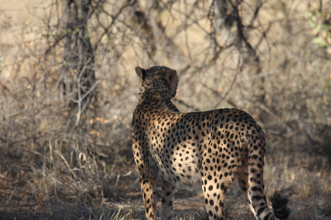 [6453] 2016_06_23_10_50_26_Africa_Canon_EOS_40D_IMG__01233.jpg